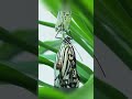 30秒看蝴蝶破茧羽化全过程！愿我们都能梦想成真