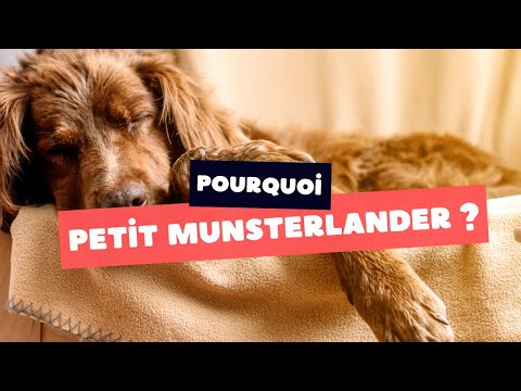 Video: İspanyol su köpeği