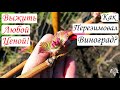 ВЫЖИТЬ ЛЮБОЙ ЦЕНОЙ!!! Как ПЕРЕЗИМОВАЛИ Технические СОРТА Винограда!