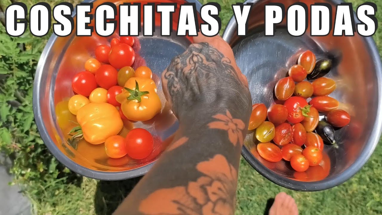 COSECHA de zapallitos y tomates cherry / PODÉ EL JAZMÍN!