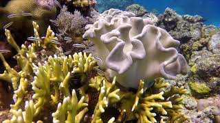 Hastings Reef - Grande Barreira de Corais