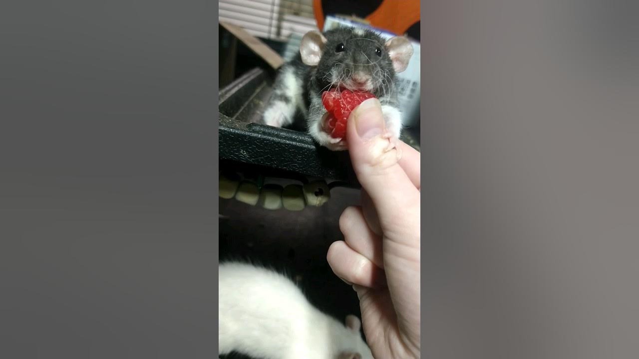 Rats And Raspberries YouTube