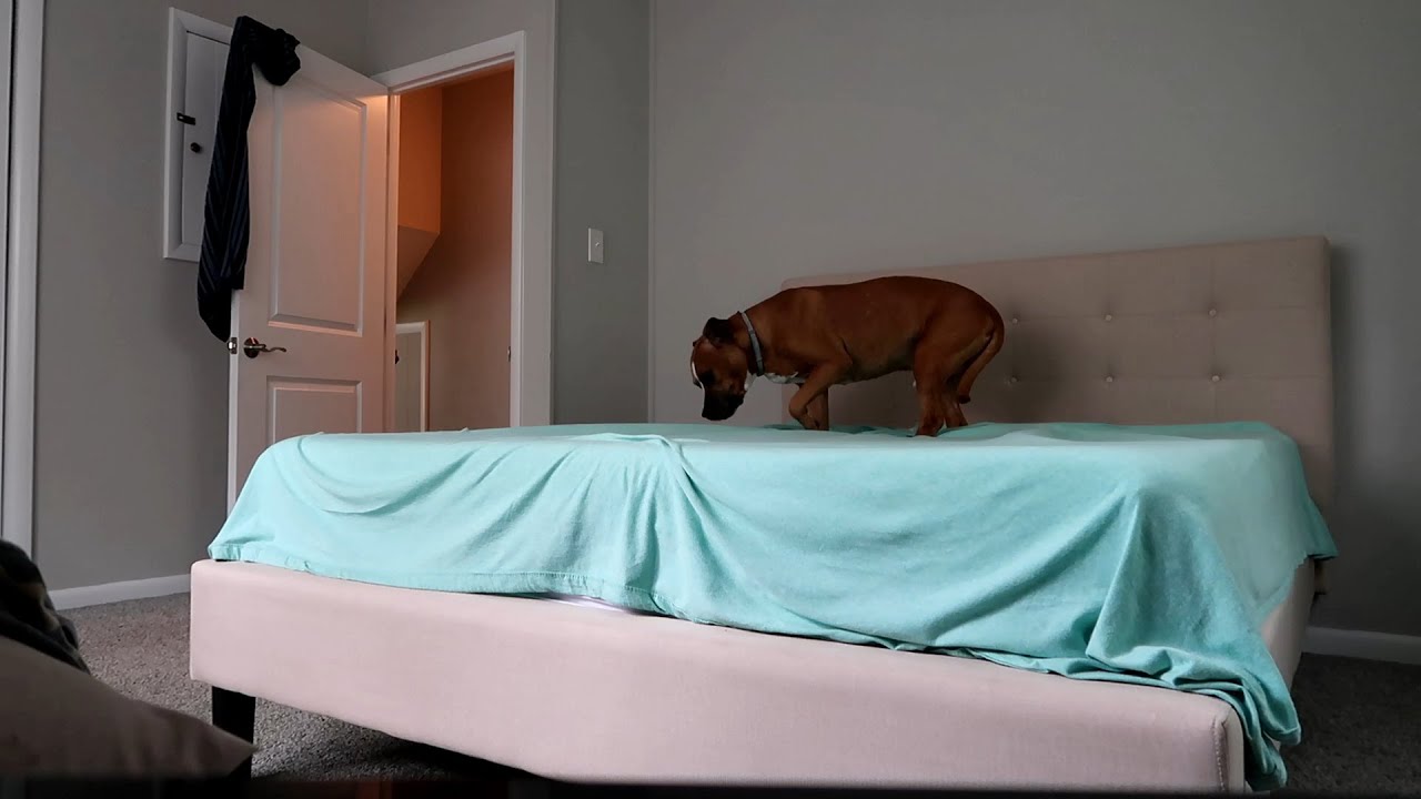 What do dogs do when they're home alone? *HIDDEN CAMERA FOOTAGE
