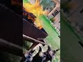 يانار قلبي