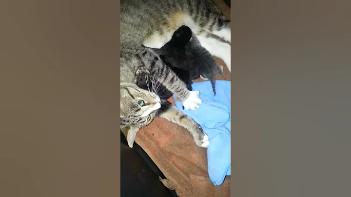 Newborn kittens