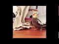 Parrot sings then headbutts table