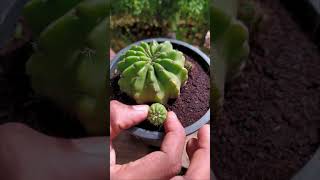 Re-potting My Cactus Plant?