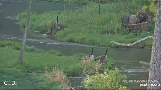 Decorah Eagle Nest~Canada Goose Families-Swimming in the Creek-Hatchery Eagle Soars Over Pond_5/6/24