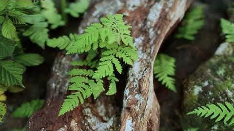 Unreal Engine 4 - Real-Time 3D Cinimatic - Nature Study