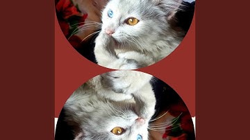 Pulsating Bossa Nova - Vibe for Keeping Cat Relaxed