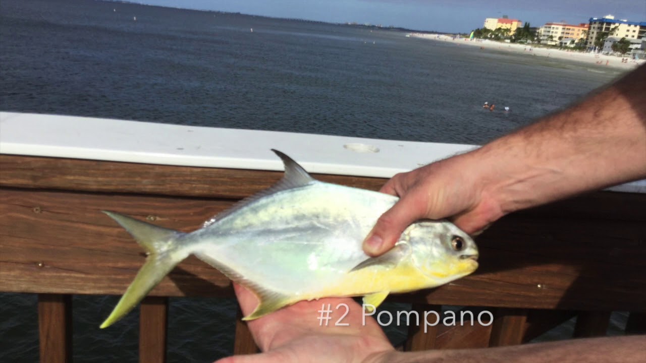 Fishing from Fort Myers Pier YouTube
