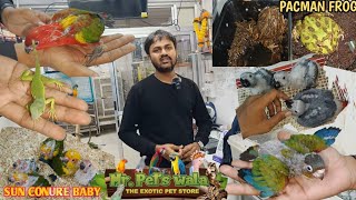 Mr pet's wala with his Exotic pets ! #petshop #viral #mustwatch