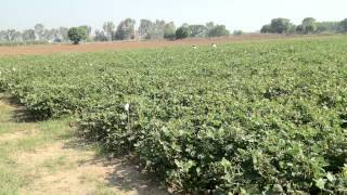 imgen video