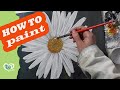 DAISY How to paint a realistic flower Oil Painting by Luna
