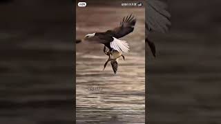 A breathtaking moment in nature: Bald eagles hunting wild ducks.