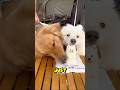 Jealous Dog Ruins the Party