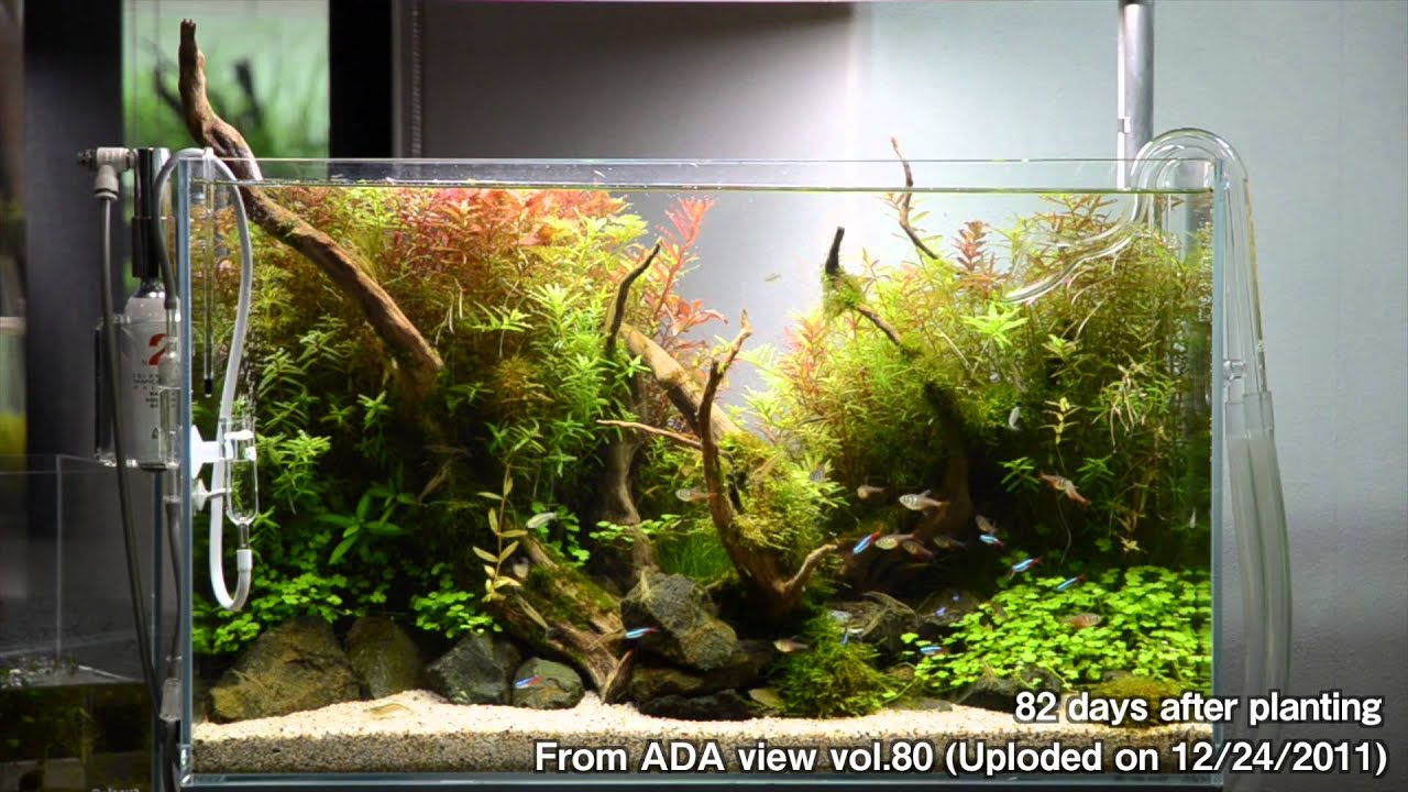 [ADA view 331] Follow-up video of NA Gallery aquariums. 60cm(17)