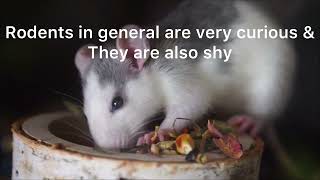 5 amazing and fun facts about rats