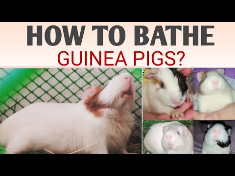 Video: Paano Maayos Na Maligo Ang Iyong Guinea Pig