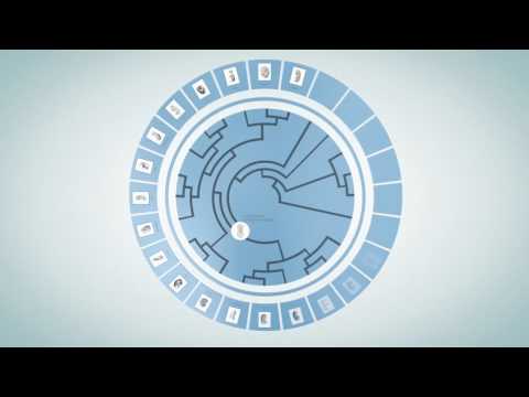 The evolution of organogenesis in mammals (English version)