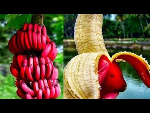 10 Frutas Raras Del Mundo YouTube