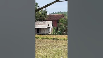 Cánh đồng bên cạnh nhà sàn // sẵn sàng đón khách quý - nghỉ lễ - tronpiu vlog #shorts