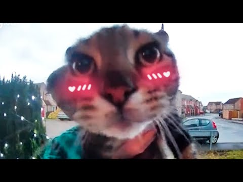 Video: „Twittering Cat“! Ir kiti kačių garsai.