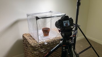 Plant Timelapse - Behind-the-Scenes