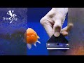 Deep clean goldfish tank