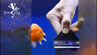 DEEP CLEAN Goldfish Tank