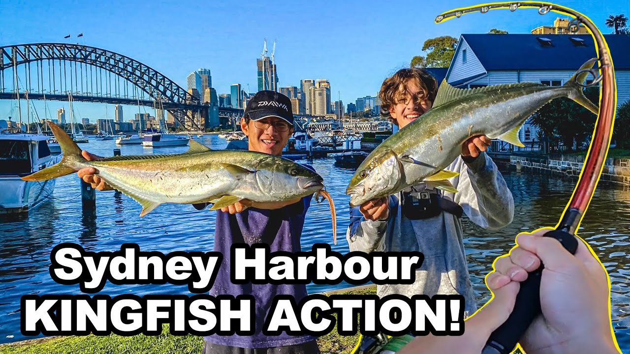 Insane Kingfish Lure Fishing in Sydney HarbourFigure 8 Sluggo