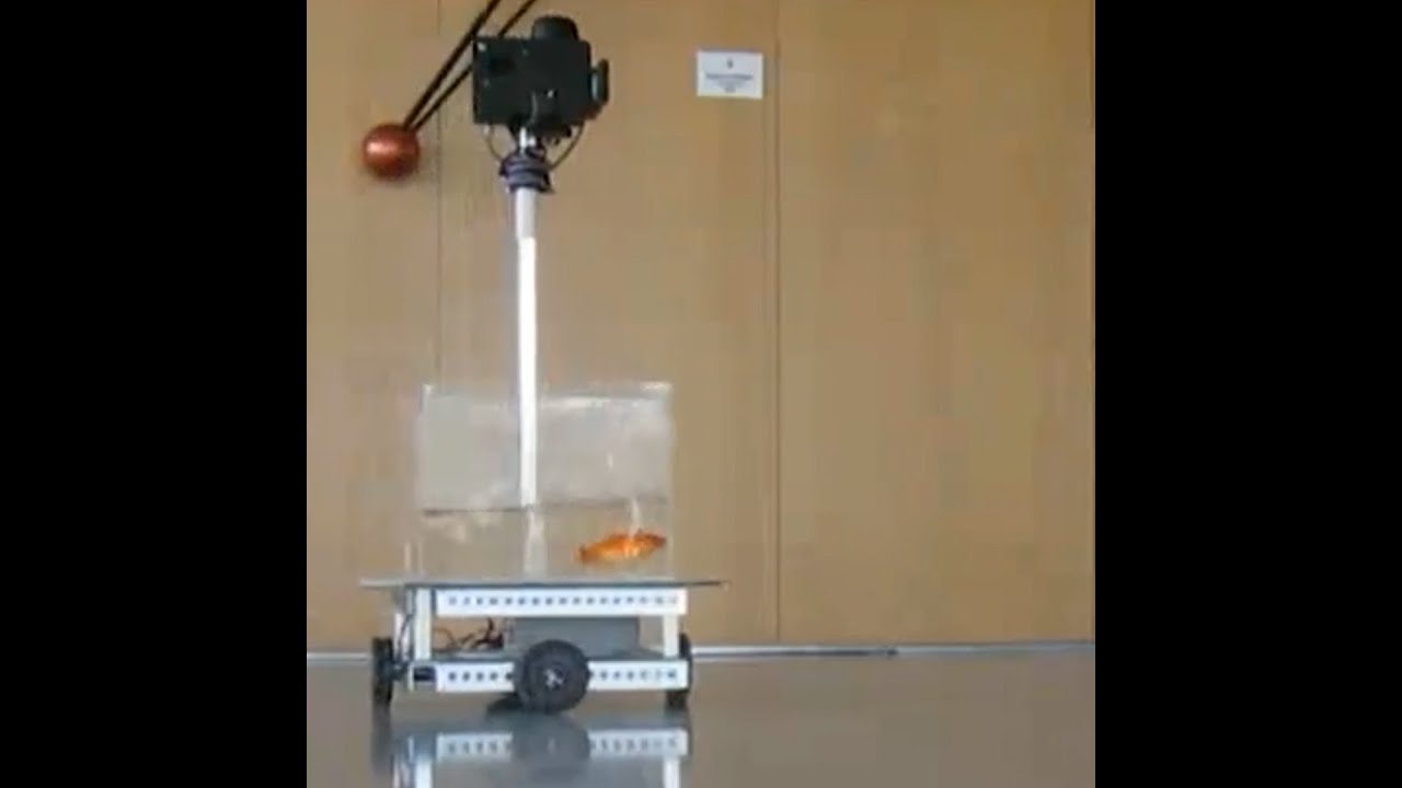 Ben-Gurion University researchers teach goldfish to drive