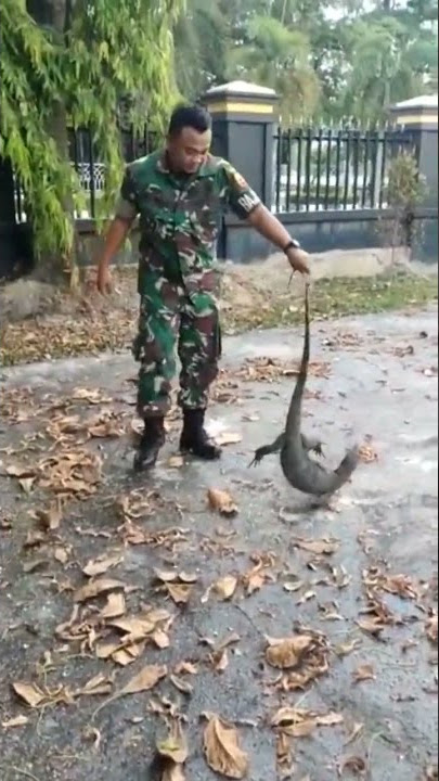 komandan tni lagi menangkap biawak ganas