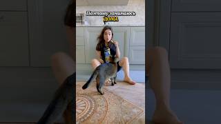 Как растягиваются девушки в зале #растяжка #гибкость #гибкоетело #растяжкадома #shorts