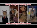 Ankitang baggad billa funny dubbings part 9  trending instagram reels  baggadbilla cat