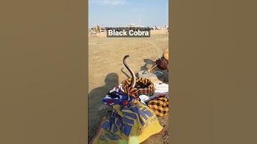 Thumbnail of Black #Cobra Dances to #Snake Charmer's #Flute #snakevideo