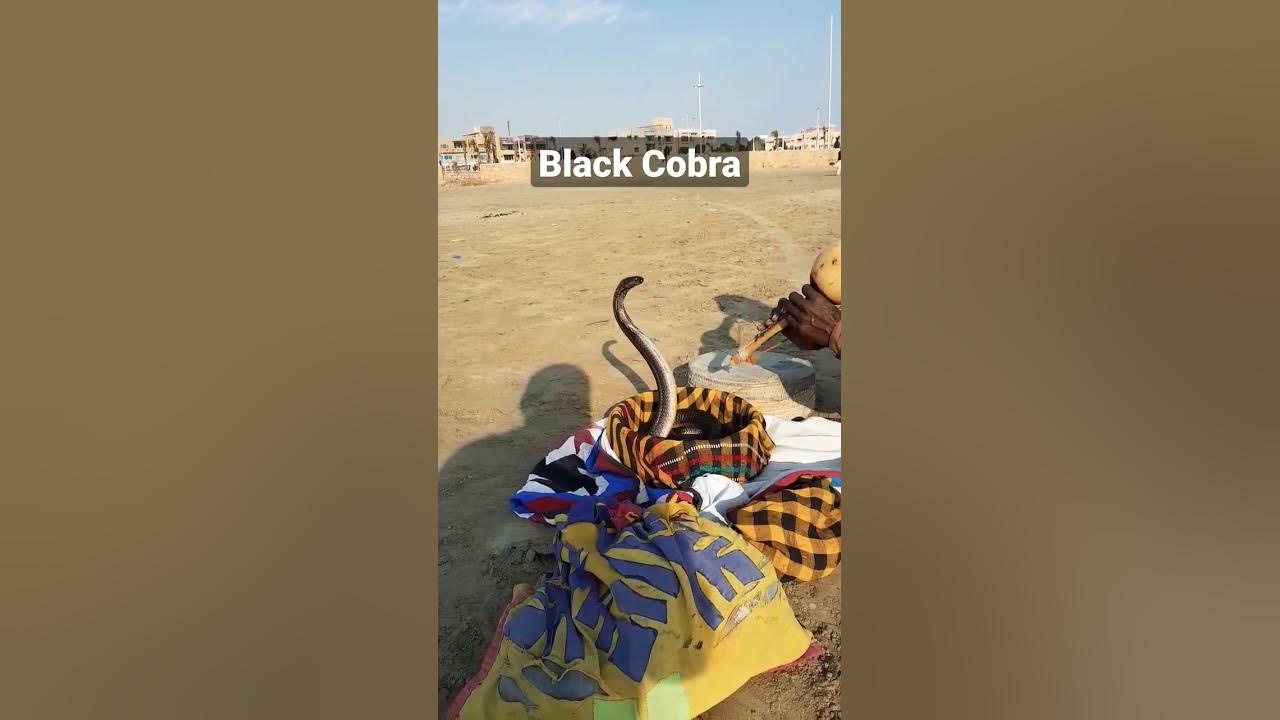 Black #Cobra Dances to #Snake Charmer's #Flute #snakevideo