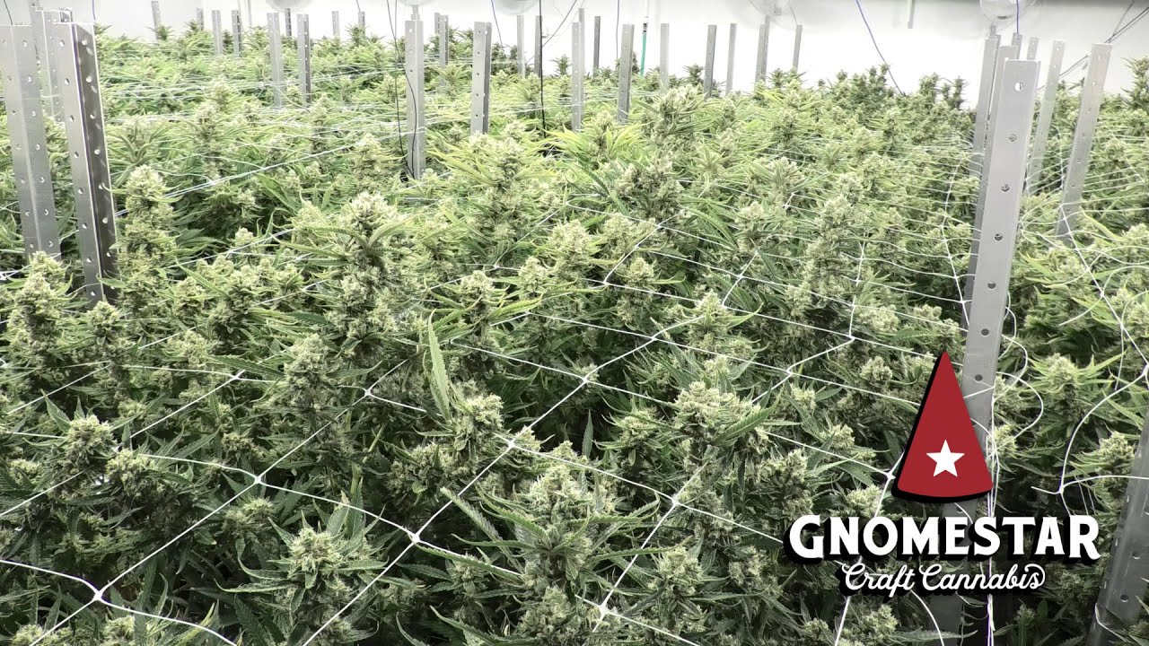 Gnomestar's Red Congolese (Week 7)