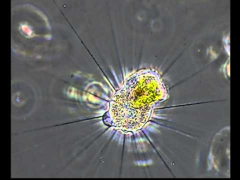 HELIOZOO CAZA EUGLENA life facebook