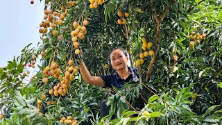 Harvesting Litchi Fruit Garden goes to the market sell - Ly Thi Tam