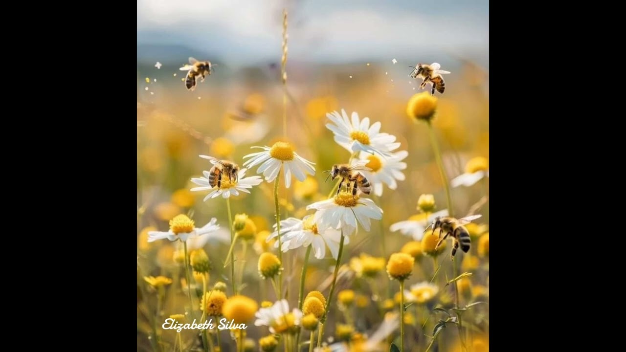 Elizabeth Silva – Santo é JESUS –Louvor