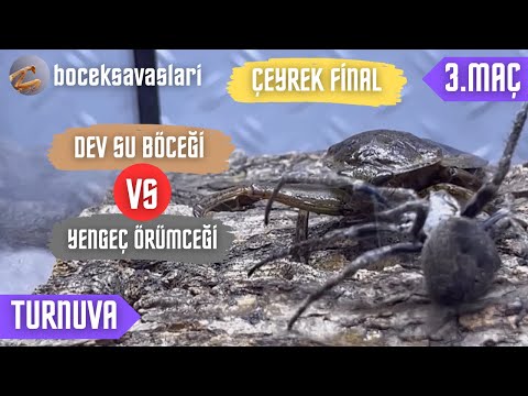 BÖCEK SAVAŞLARI TURNUVASI