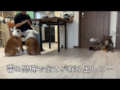 落雷の恐怖、、、保護犬がおびえて3日間も動く事が出来なくなりました、、、。