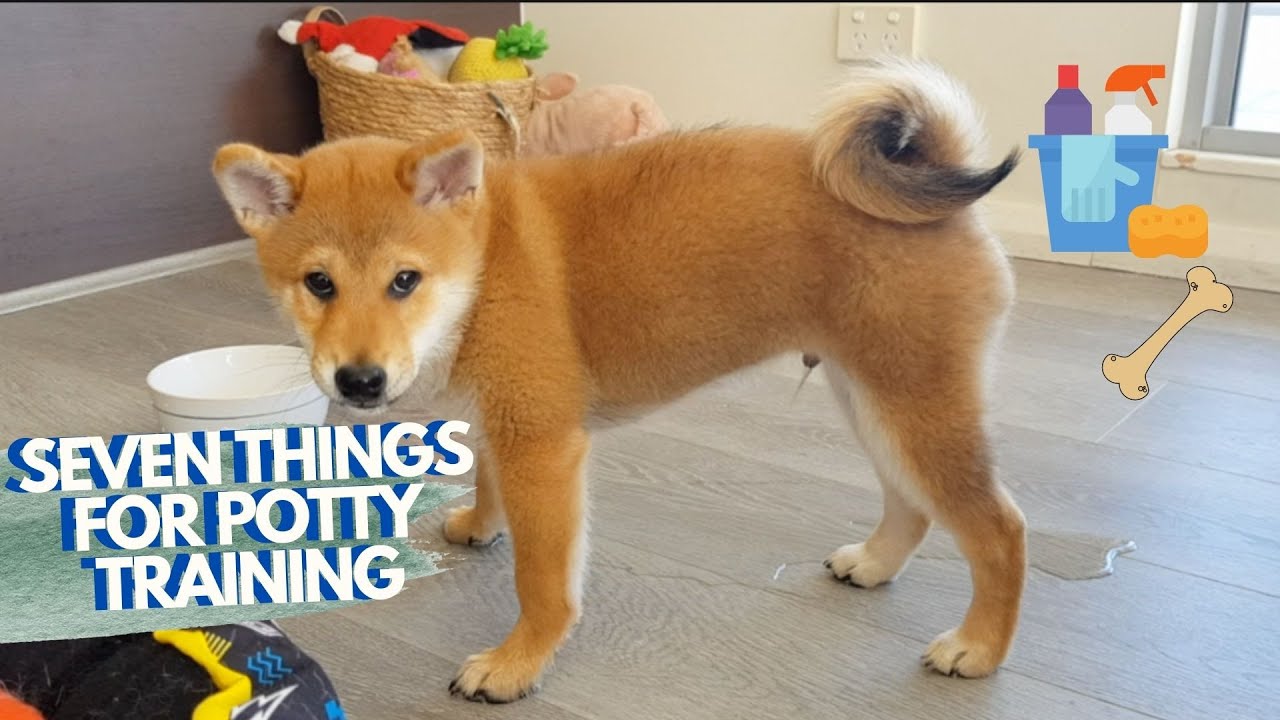 How To House Train A Shiba Inu Puppy