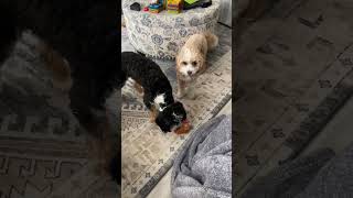 Puppies playing with their bacon and eggs toy 😅🥰❤️ by Loki and Luna 65 views 8 days ago 1 minute, 35 seconds