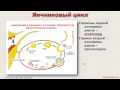 Методы Распознавания Плодности. Урок 4