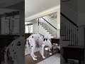 Vacuuming with style! 🐶🙂🤗 #greatdane #shorts