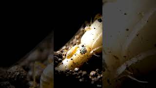 Root Aphid POV Inside Underground Colony 🌱 Tiny Camera Under Plant Roots Realistic Micro Documentary