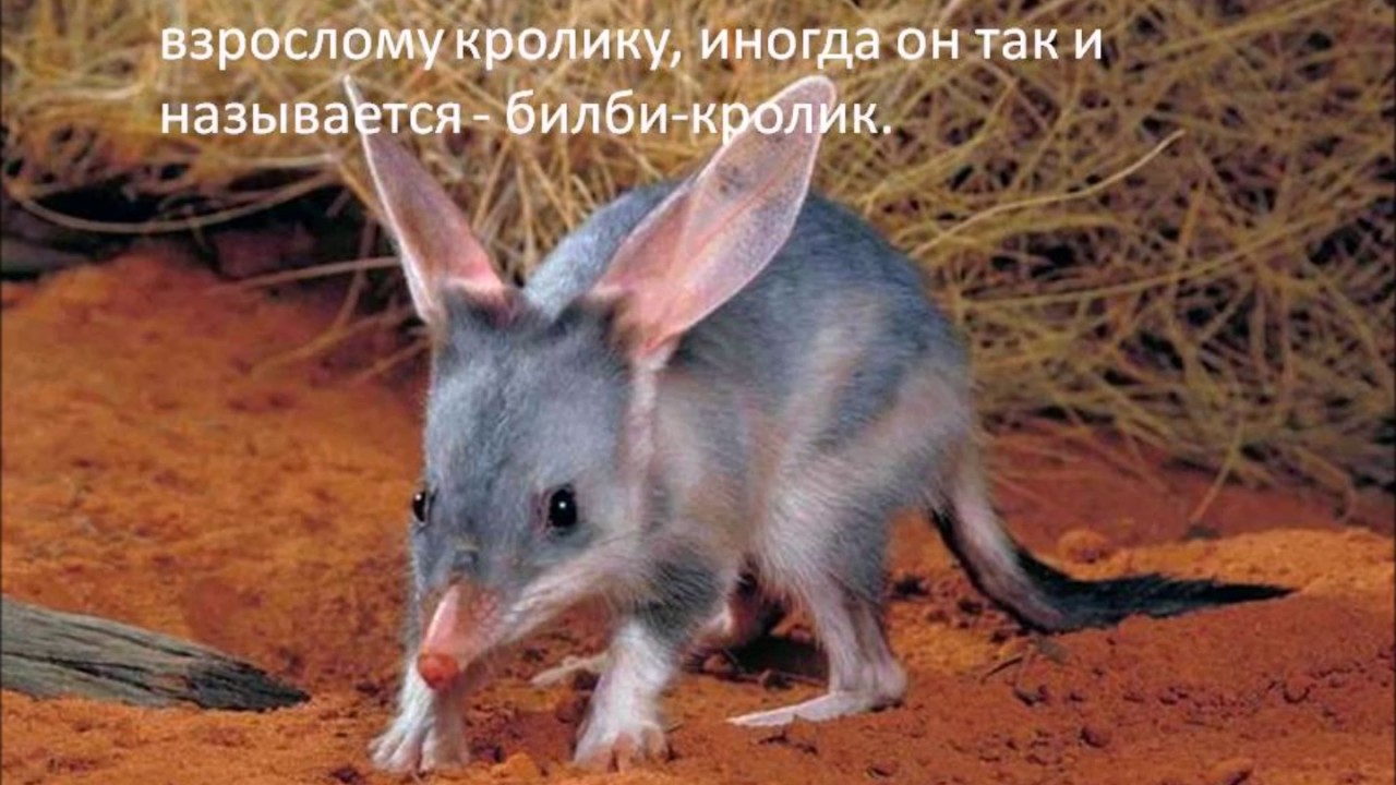 Билби 10 злотых 1987