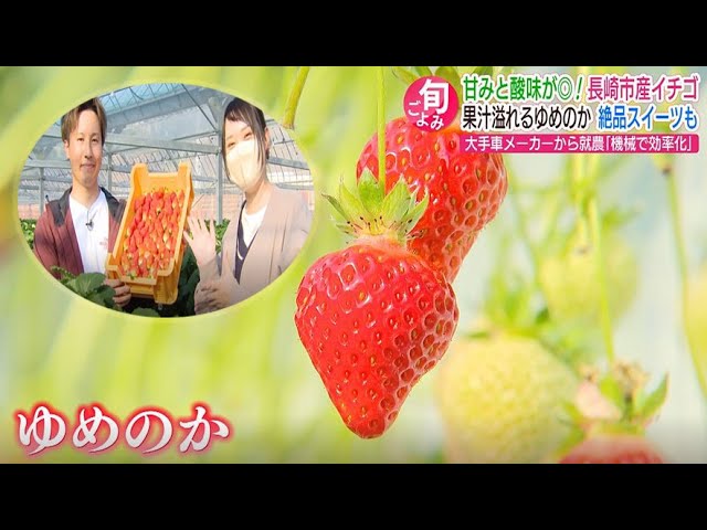 ◆苺◆ 苺（厳選8粒セット） 3000円 シーズン200セット限り | yama-moto